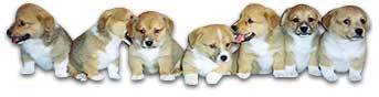 Corgi puppies for sale