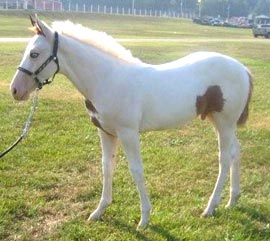 Casper - Ohio Horse for sale.