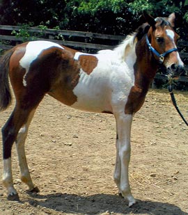 Gigi - Ohio Horse for sale.