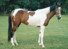 Gorgeous Affair - Ohio Horse for sale.