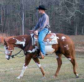 A Hot Commodity - Show horse.