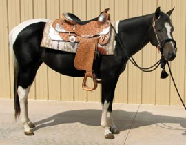 Will Breeze Ya - Ohio Horse for sale.