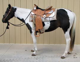 Will Zippo Ya - Ohio Horse for sale.